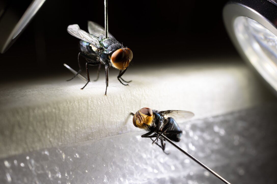 Dyed sterile female and male (close set eyes) New World Screwworm fly being examined at the U.S. Department of Agriculture, USDA, Animal Plant Health Inspection Service, APHIS, New World Screwworm Sterile Fly Dispersal Facility at Moore Airfield, in Edinburg, Texas on Feb 10, 2026 where a proven biosecurity strategy is helping to ensure the New World screwworm, NWS, stays out of the United States.