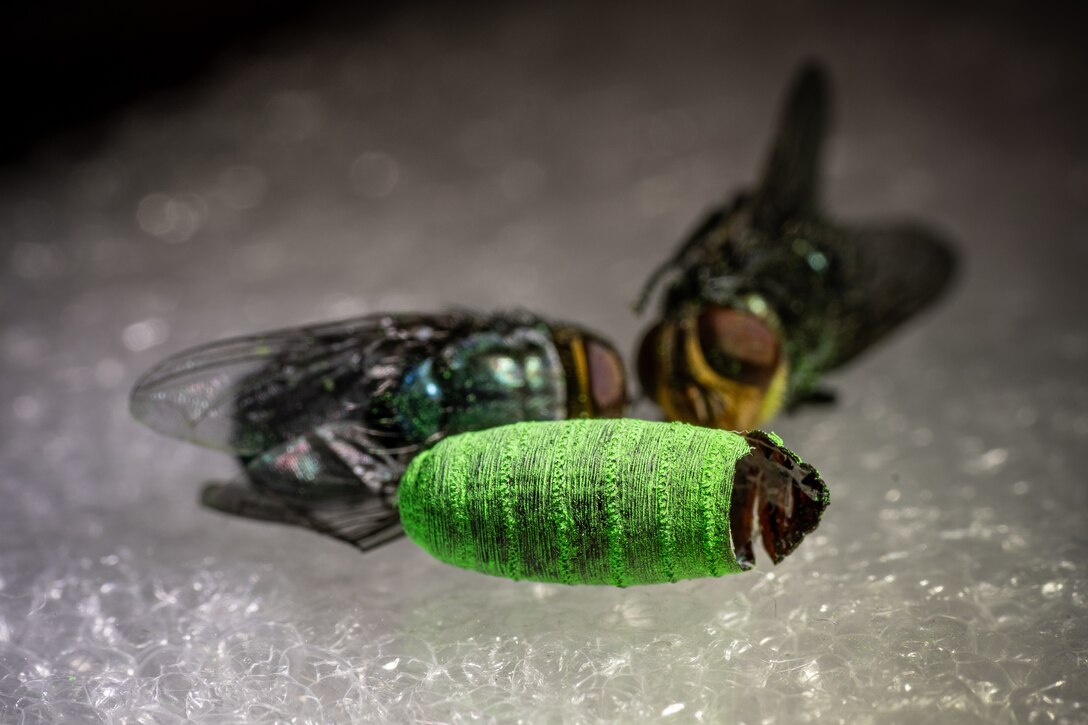Dyed sterile pupae, male and female New World Screwworm flies being examined at the U.S. Department of Agriculture, USDA, Animal Plant Health Inspection Service, APHIS, New World Screwworm Sterile Fly Dispersal Facility at Moore Airfield, in Edinburg, Texas on Feb 10, 2026 where a proven biosecurity strategy is helping to ensure the New World screwworm, NWS, stays out of the United States.