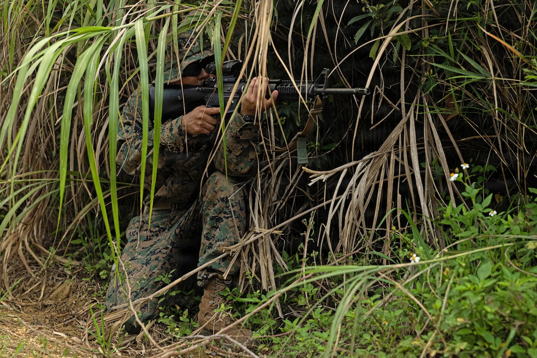 A Marine in camouflage uniform holds a rifle while concealed by foliage in a jungle setting.