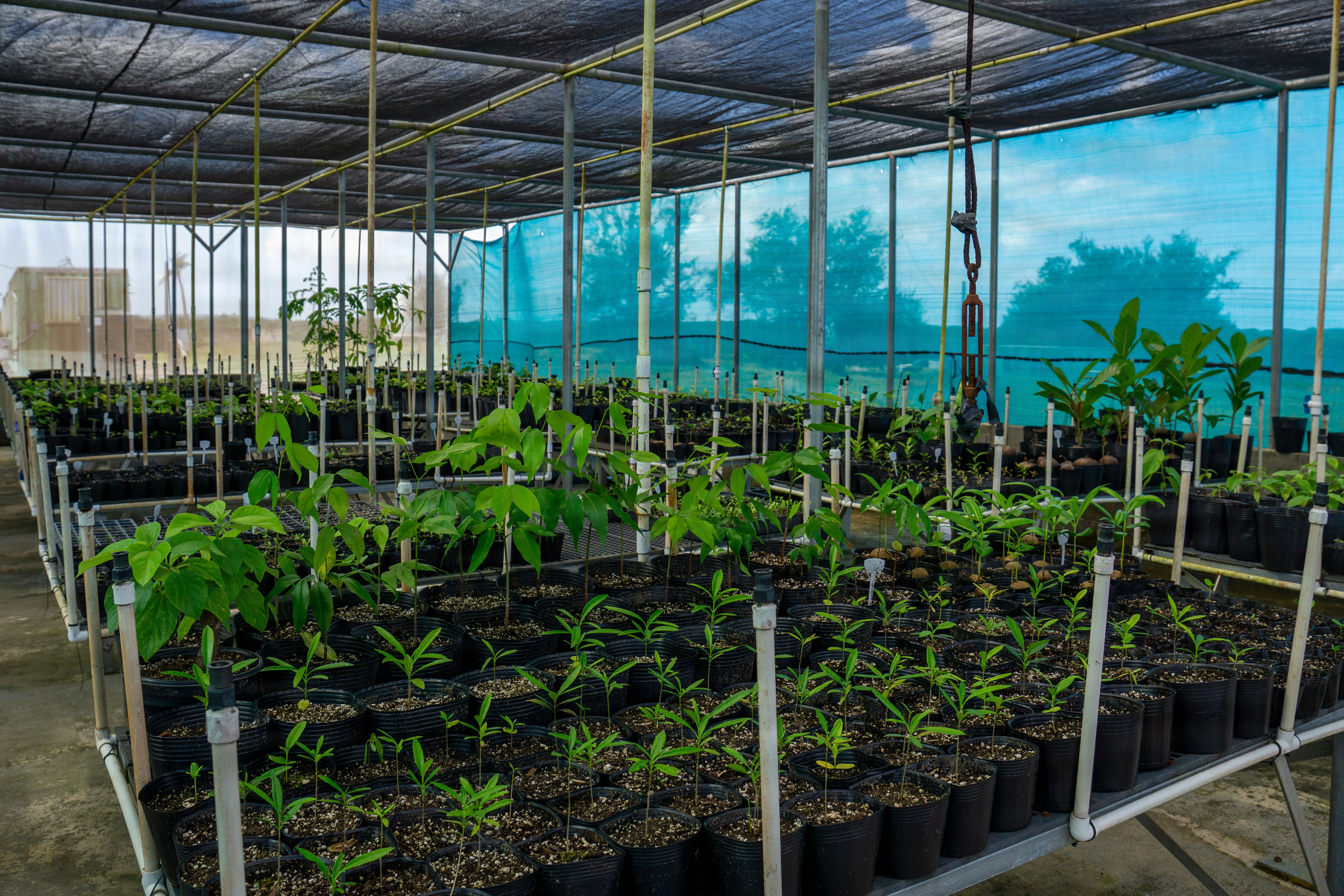 Installation nursery cultivating native plant species at various stages of growth at Marine Corps Base Camp Blaz, Guam, March 18, 2026. Through efforts to restore native ecosystems and control invasive species, Camp Blaz supports the long-term health of Guam’s natural environment while enhancing the installation’s role in military readiness and responsible land stewardship. (U.S. Marine Corps photo by Chelsey Suarez-Pierce)
