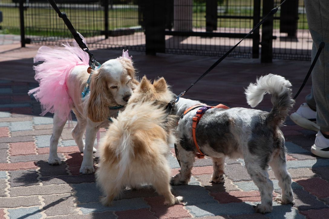 Marine Corps Air Station Iwakuni community members’ dogs play with each other during a dog park grand opening at Atago Hills, Iwakuni City, Japan, April 20, 2026. Iwakuni Family Housing hosted a grand opening for the Atago Dog Park which consisted of a ribbon cutting ceremony, and a military working dog demonstration. (U.S. Marine Corps photo by Sgt. Peter Rawlins)