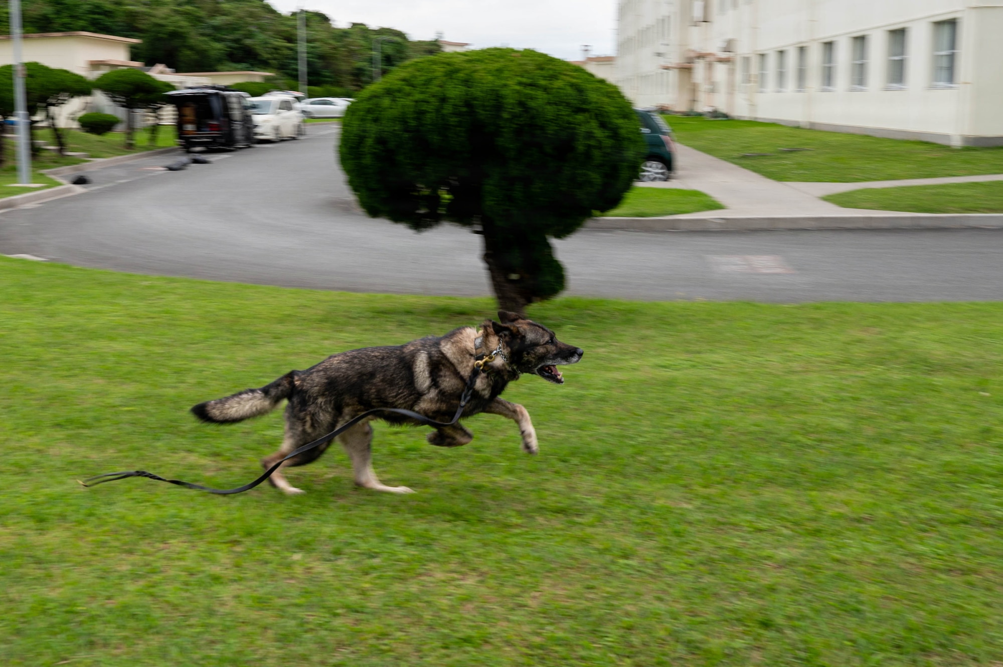 Military working dog participates in training.