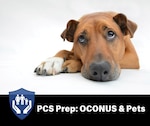 Service members preparing for a permanent change of station (PCS) outside the continental United States (OCONUS) with pets are encouraged to contact the installation veterinary clinic now to schedule a pet health certificate appointment.