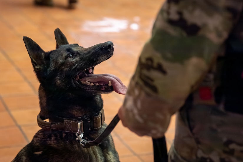 Connecticut State Library Unveils New Sgt. Stubby Statue