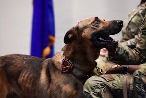 A dog wearing a retired badge stands near a person in military uniform.