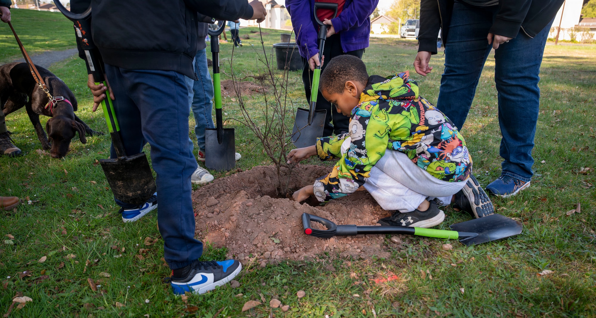 a boy plants a bush