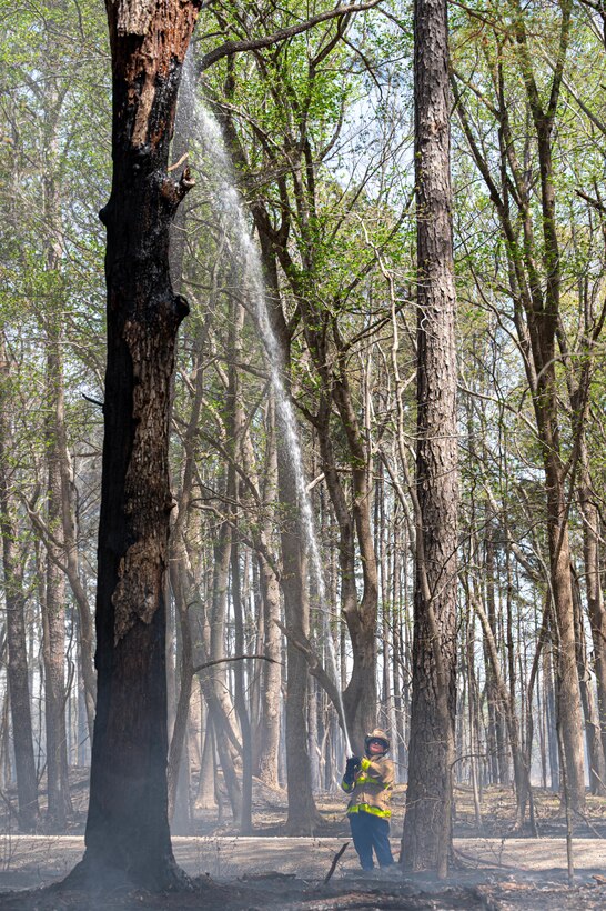 Shows a fire fighter holding a hose spraying water at the top of a tree.