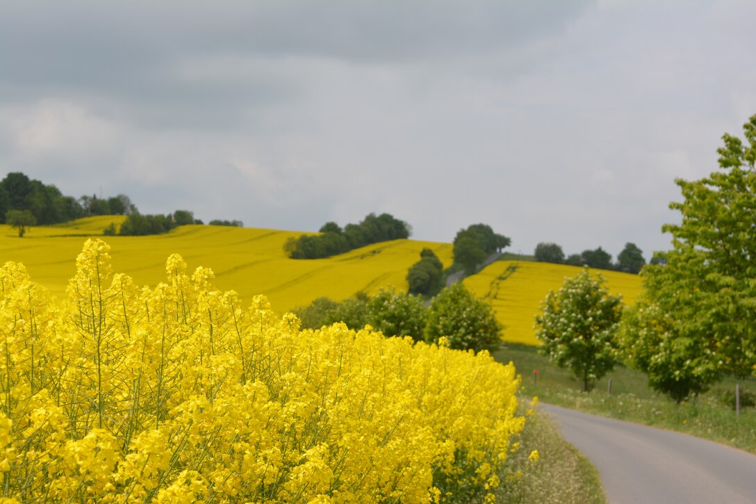 Image of rolling hills covered in yellow flowers.