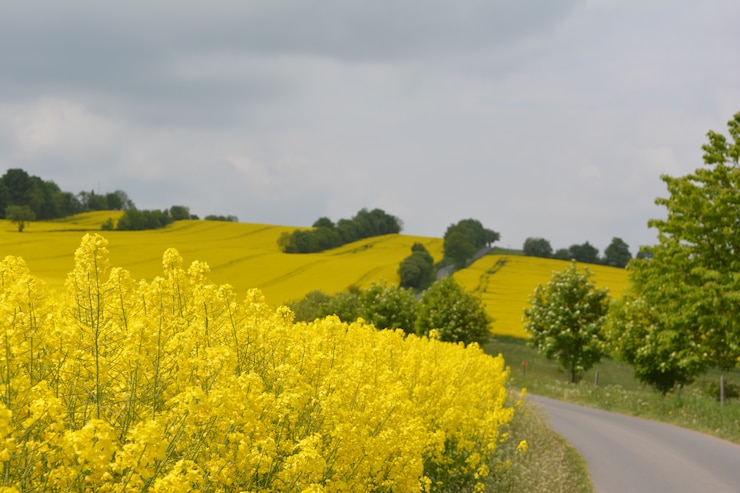 Image of rolling hills covered in yellow flowers.
