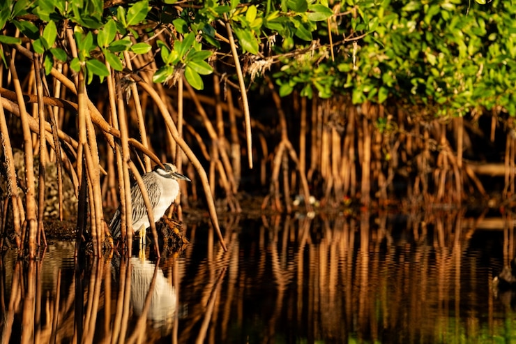 A bird sitting among mangrove roots.