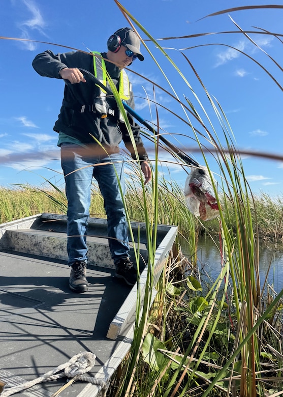 Lee Martin, a biologist, retrieves a balloon entangled in aquatic vegetation during a cleanup effort on Lake Okeechobee, Florida, April 22, 2026. Balloon debris can pose serious risks to wildlife through entanglement and ingestion, highlighting the importance of reducing litter in waterways. (U.S. Army Corps of Engineers photo)