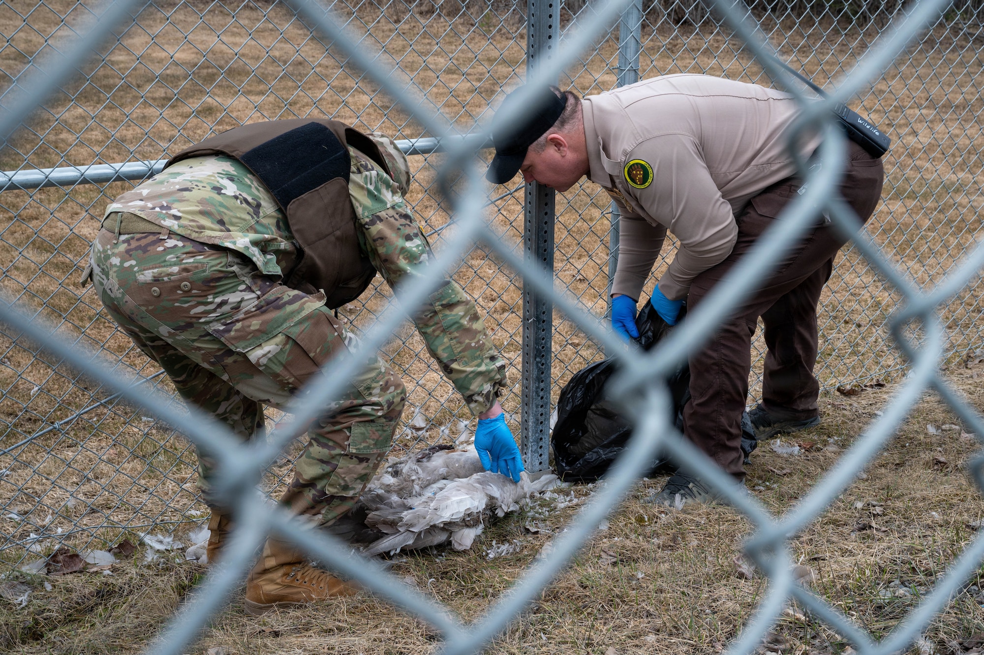 From the left, U.S. Army Sgt. Maj. Shane Mirchard, assistant noncommissioned officer in charge of military conservation agents, and Zigmund Sigel, conservation law enforcement officer, dispose of a deceased swan on Joint Base Elmendorf-Richardson, Alaska, April 27, 2026.