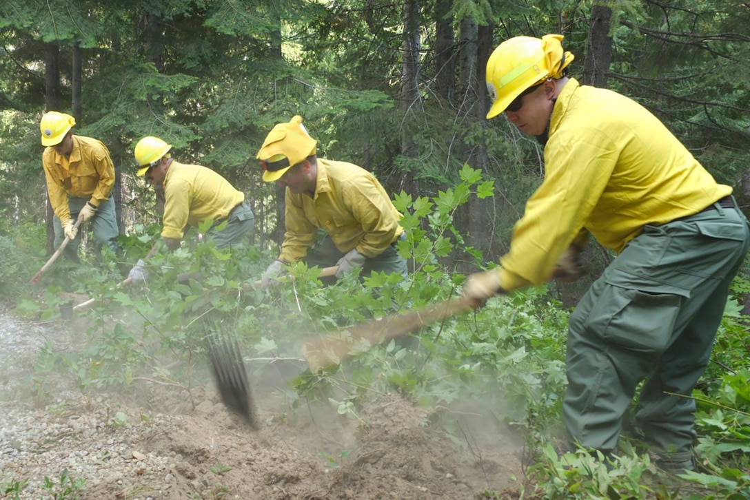 Four people in yellow shirts and helmets and green pants use gardening tools to clear weeds in a forest.
