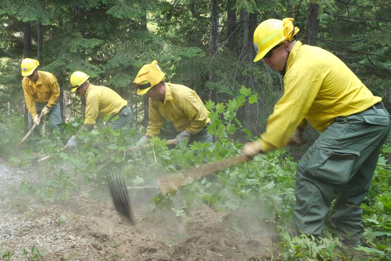 Four people in yellow shirts and helmets and green pants use gardening tools to clear weeds in a forest.