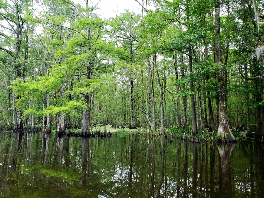ERDC's Environmental Laboratory (EL) is assisting the U.S. Army Corps of Engineers (USACE) New Orleans District and Louisiana Coastal Protection and Restoration Authority (CPRA) to reconnect Louisiana's Maurepas Swamp with the Mississippi River improving the swamp's ecosystem . (USACE photo by Nathan Beane)