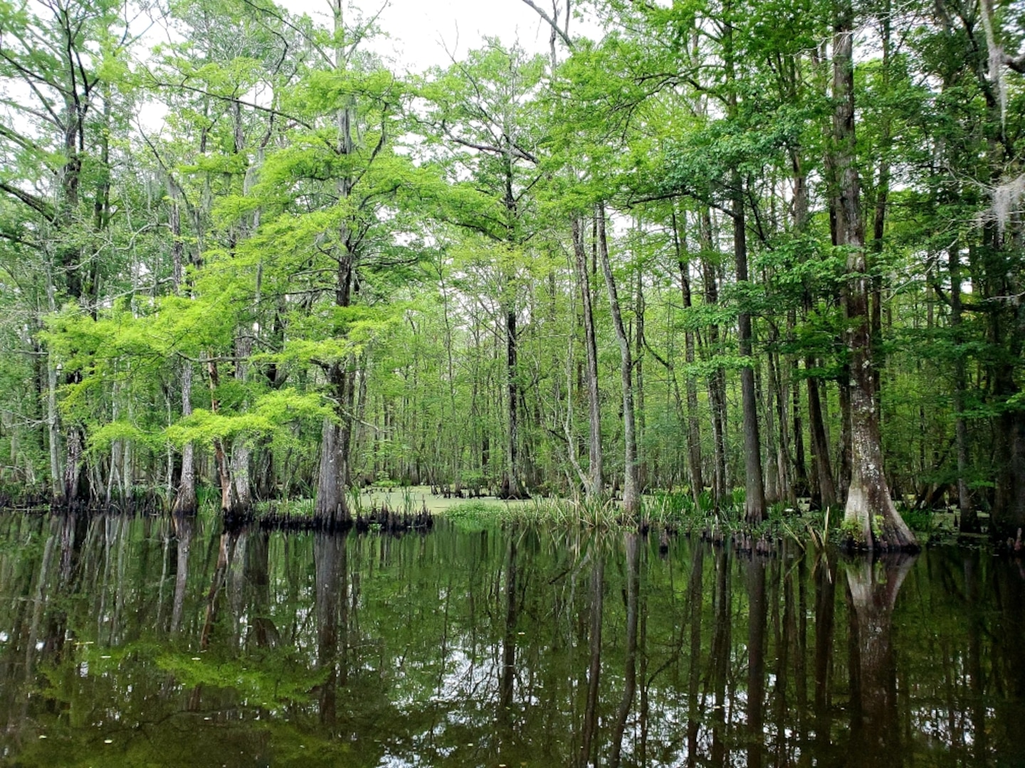 ERDC's Environmental Laboratory (EL) is assisting the U.S. Army Corps of Engineers (USACE) New Orleans District and Louisiana Coastal Protection and Restoration Authority (CPRA) to reconnect Louisiana's Maurepas Swamp with the Mississippi River improving the swamp's ecosystem . (USACE photo by Nathan Beane)