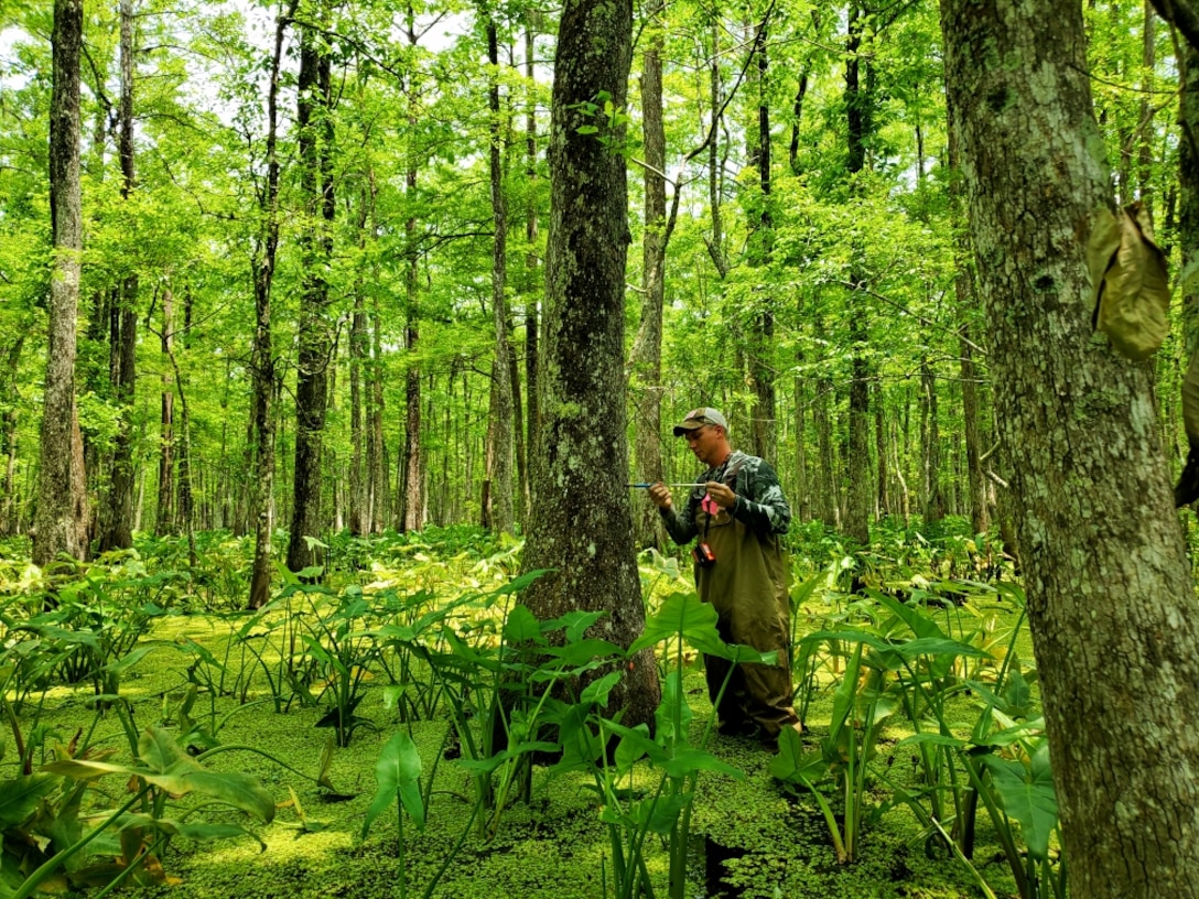 ERDC's Environmental Laboratory (EL) is assisting the U.S. Army Corps of Engineers (USACE) New Orleans District and Louisiana Coastal Protection and Restoration Authority (CPRA) to reconnect Louisiana's Maurepas Swamp with the Mississippi River improving the swamp's ecosystem . (USACE photo by Nathan Beane)