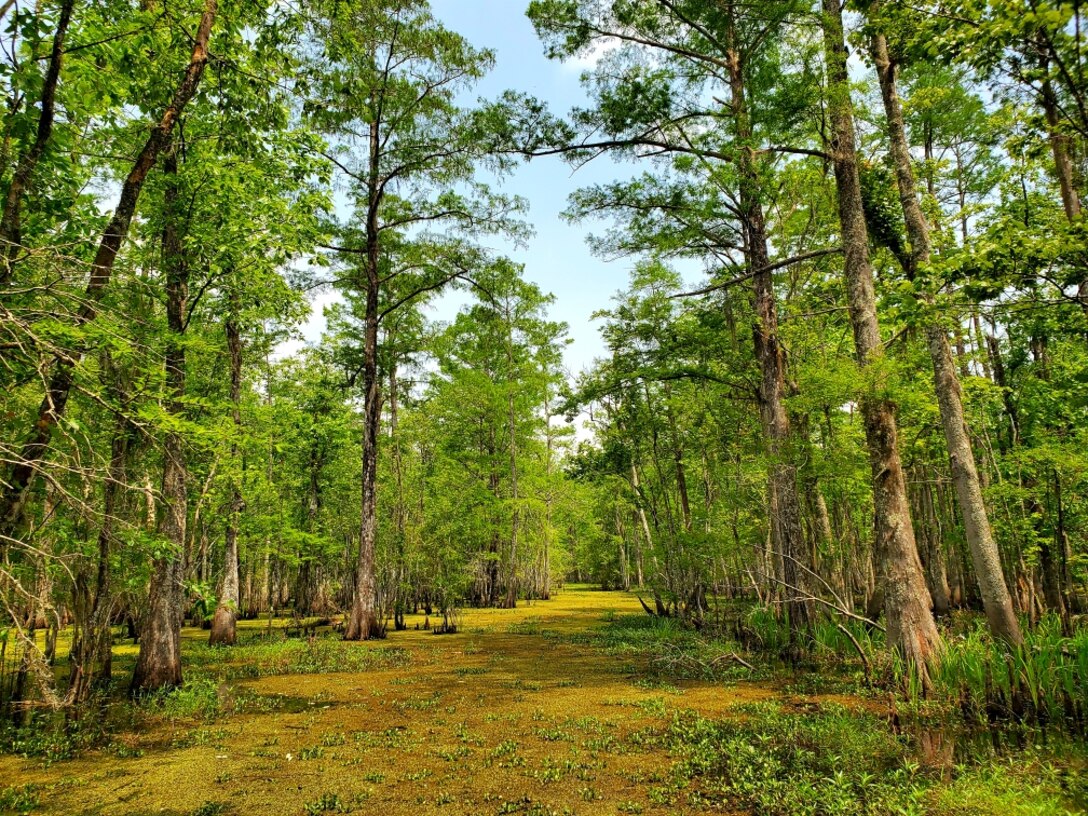 ERDC's Environmental Laboratory (EL) is assisting the U.S. Army Corps of Engineers (USACE) New Orleans District and Louisiana Coastal Protection and Restoration Authority (CPRA) to reconnect Louisiana's Maurepas Swamp with the Mississippi River improving the swamp's ecosystem . (USACE photo by Nathan Beane)