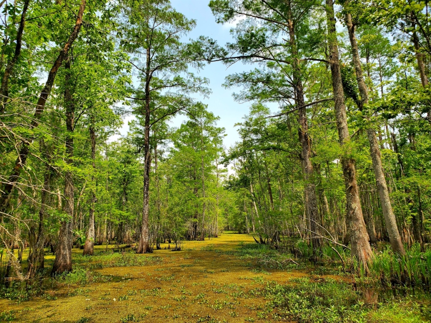 ERDC's Environmental Laboratory (EL) is assisting the U.S. Army Corps of Engineers (USACE) New Orleans District and Louisiana Coastal Protection and Restoration Authority (CPRA) to reconnect Louisiana's Maurepas Swamp with the Mississippi River improving the swamp's ecosystem . (USACE photo by Nathan Beane)