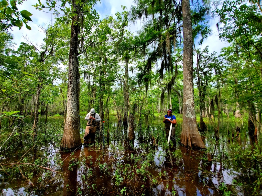 ERDC's Environmental Laboratory (EL) is assisting the U.S. Army Corps of Engineers (USACE) New Orleans District and Louisiana Coastal Protection and Restoration Authority (CPRA) to reconnect Louisiana's Maurepas Swamp with the Mississippi River improving the swamp's ecosystem . (USACE photo by Nathan Beane)