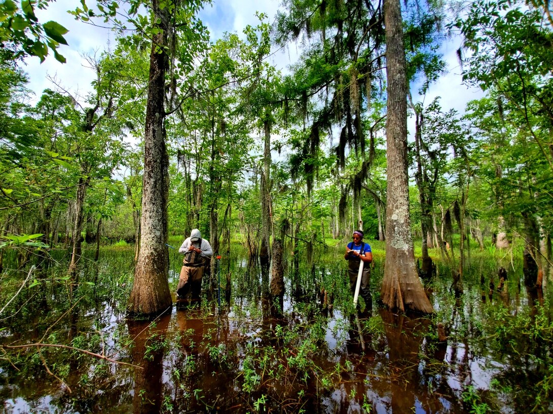 ERDC's Environmental Laboratory (EL) is assisting the U.S. Army Corps of Engineers (USACE) New Orleans District and Louisiana Coastal Protection and Restoration Authority (CPRA) to reconnect Louisiana's Maurepas Swamp with the Mississippi River improving the swamp's ecosystem . (USACE photo by Nathan Beane)
