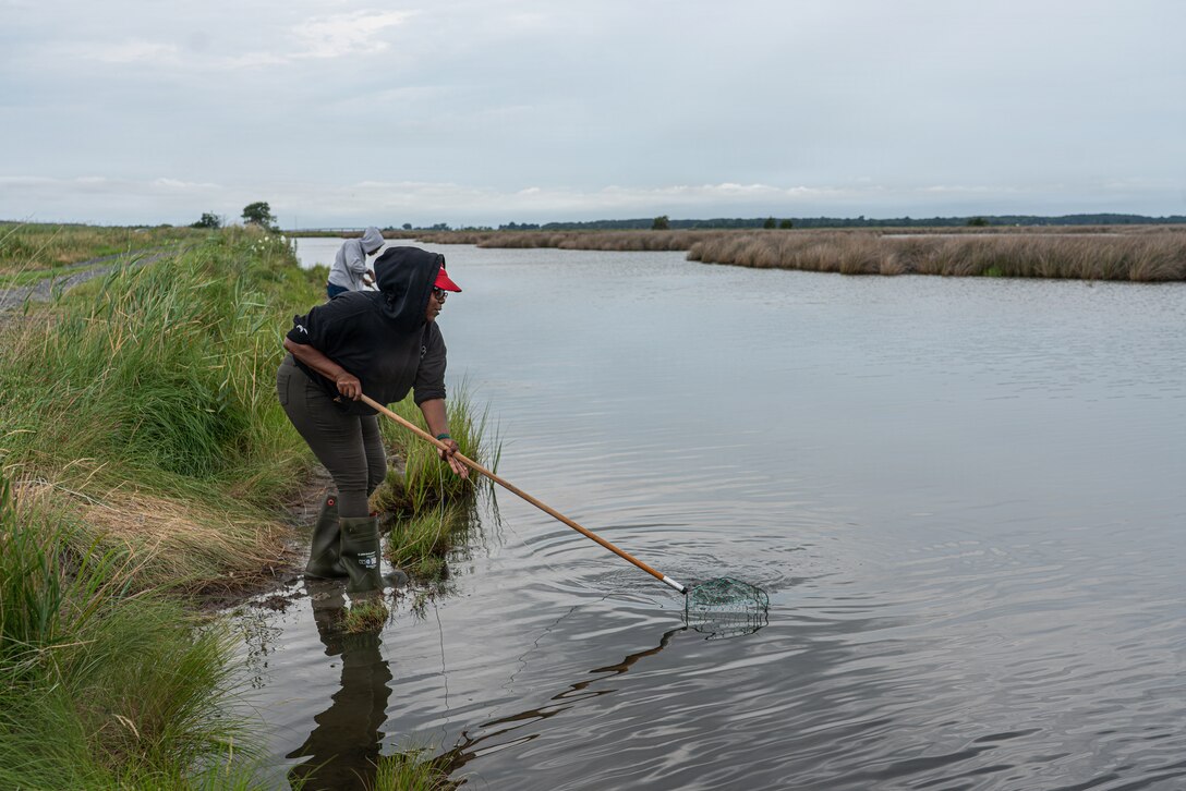 A person in a black hoodie and red cap wades in the shallow water of a marsh, using a long-handled net to retrieve a crab trap. In the background, another person stands on the grassy bank under a cloudy sky.