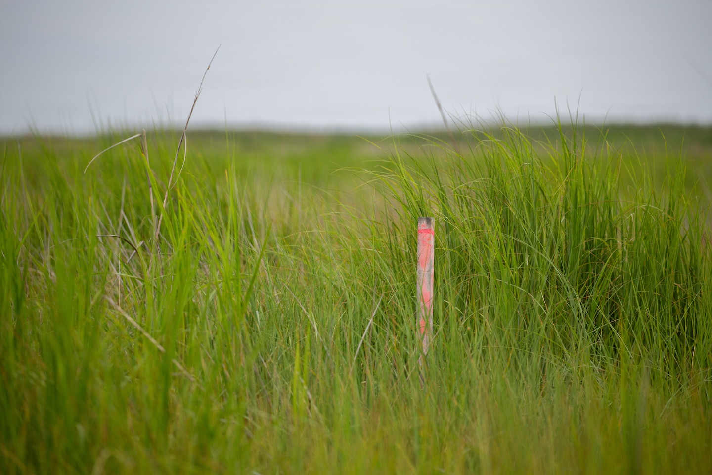 A wooden stake with a band of orange paint stands in a marsh of tall, green grass under a cloudy sky.