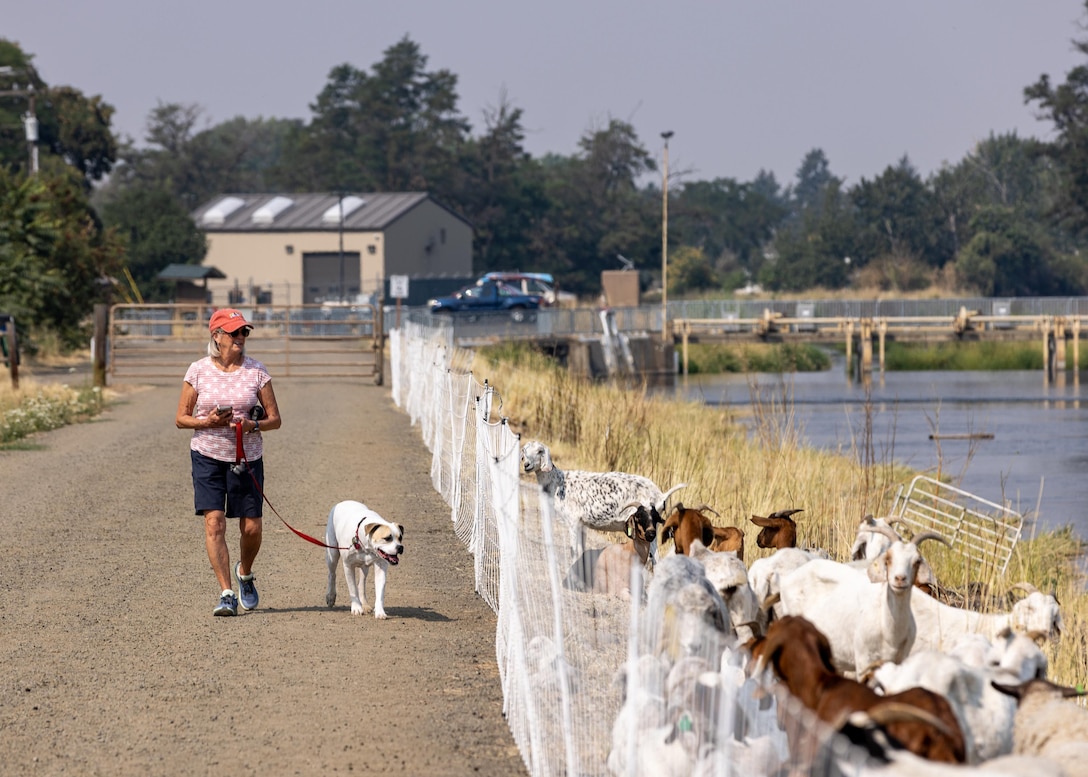 A visitor walks their leashed dog along them Mill Creek levees while goats and sheep graze nearby as part of a vegetation management project.