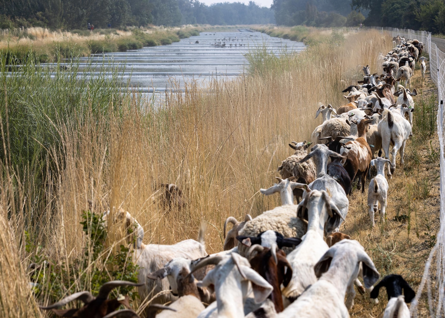 Goats and sheep graze on the Mill Creek levees are part of a vegetation control project.