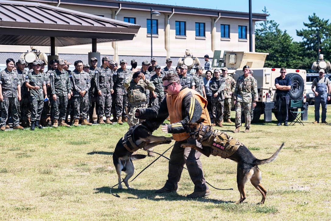 Two military working dogs bite a U.S. airman wearing a protective suit as South Korean soldiers watch outside of a building.