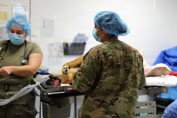Sparta Vet Clinic 109th Medical Detachment (Veterinary Services) WAREX 2026