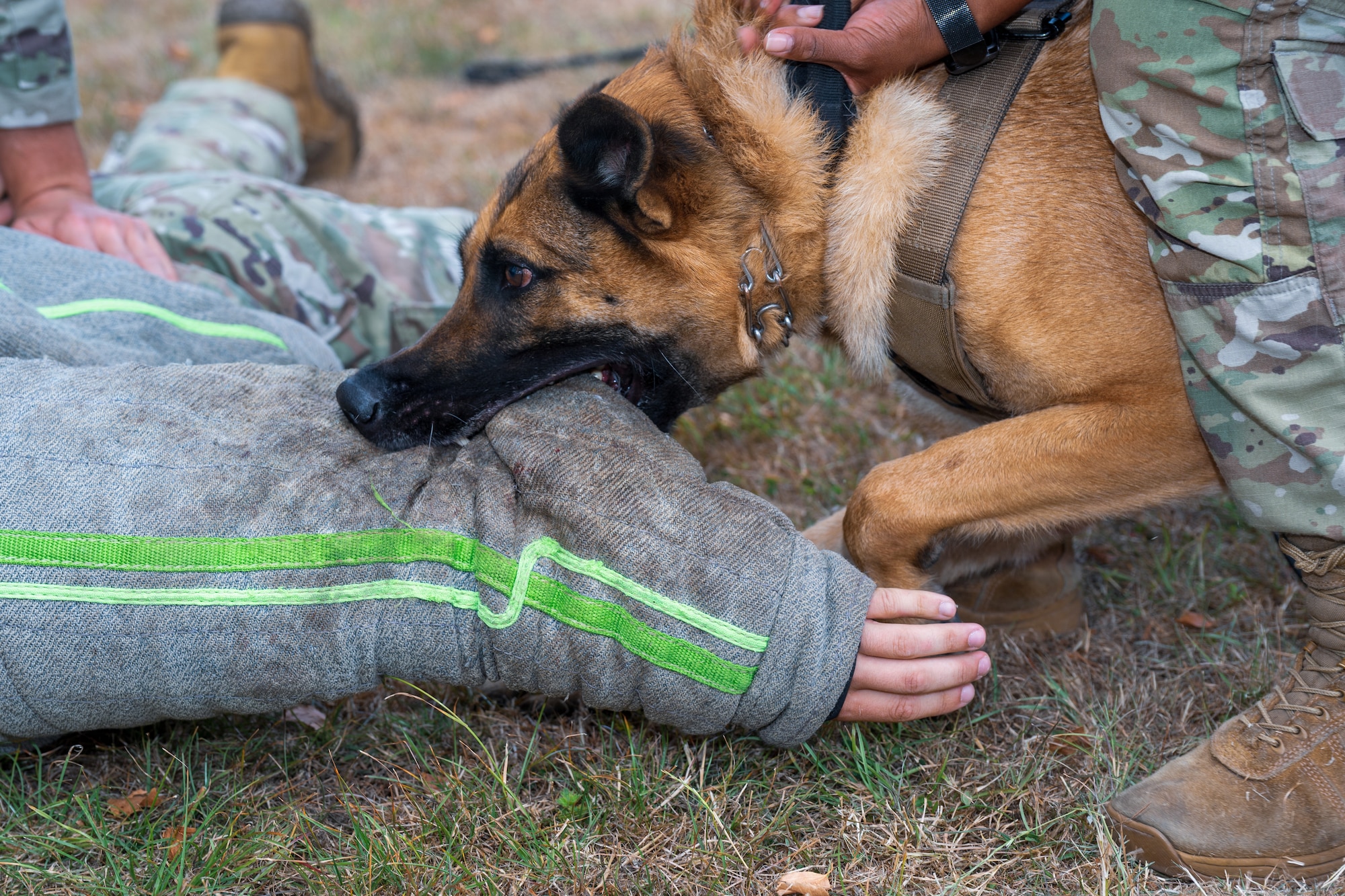 A U.S. Air Force military working dog deployed to the 422nd Security Forces Squadron engages a simulated suspect at RAF Fairford, England, July 30, 2026. The training sharpened military working dog teams’ ability to support security forces response operations. (U.S. Air Force photo by Senior Airman Adam Enbal)