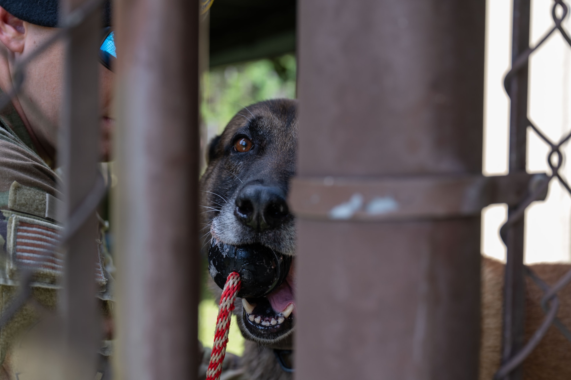 A military working dog assigned to the 1st Special Operations Wing completes a demonstration for U.S. Air Force Academy cadets during an immersion at Hurlburt Field