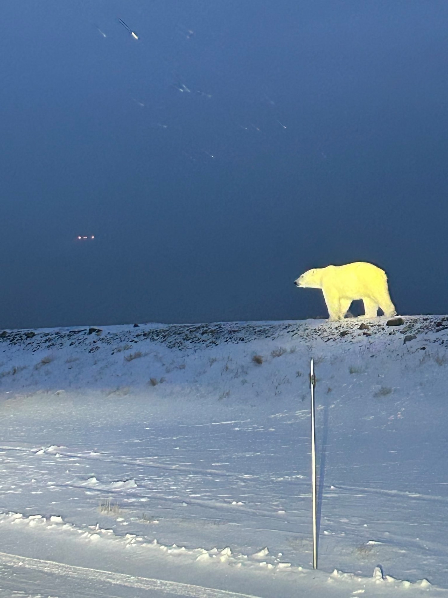 A Polar Bear walks alongside a road in the Arctic.