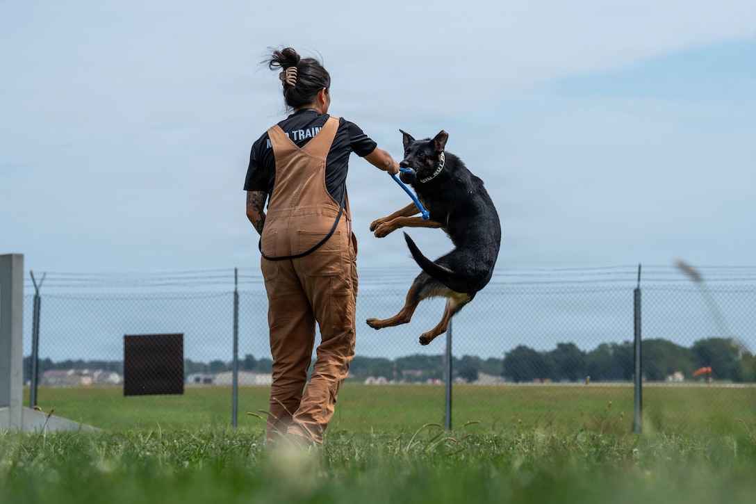 A medium-size black-haired dog jumps in the air while biting the end of a small blue rope that a trainer is holding in a fenced-in area of a green lawn.