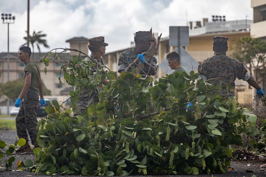 Five Marines wearing camouflage uniforms and blue gloves clear branches and other debris during daytime outdoors with buildings and trees in the background.