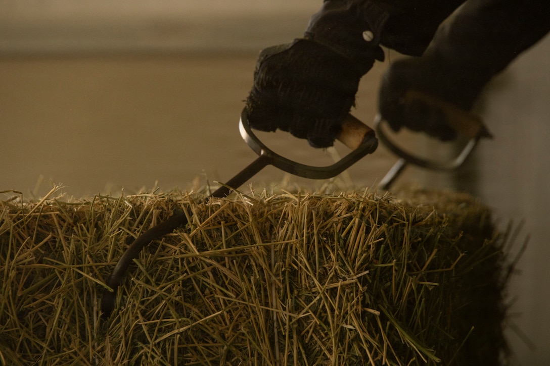 The U.S. Marine Corps Mounted Color Guard unloads and stacks bales of alfalfa at Marine Corps Logistics Base Barstow, Calif., Aug. 13, 2026. The Marine Corps Mounted Color Guard, the only remaining Marine Corps equestrian unit, is stationed at MCLB Barstow, where it trains and cares for its horses while supporting ceremonies and public events. (U.S. Marine Corps photo by Sgt. Davin Tenbusch)