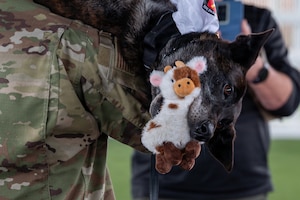 A dog is held by its handler