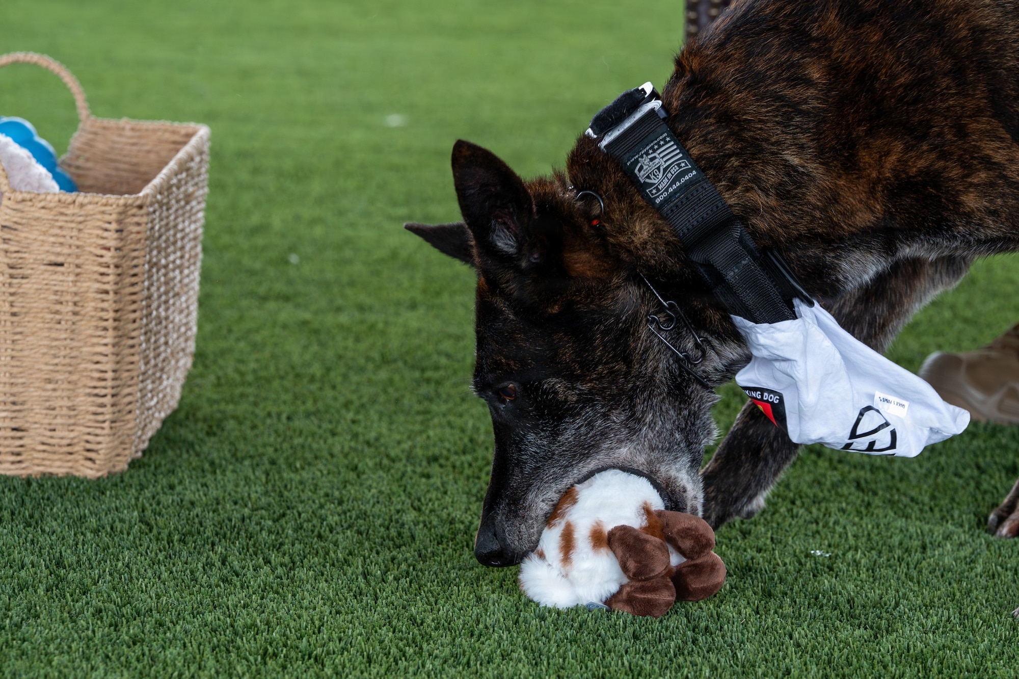 A dog chews a toy on the ground