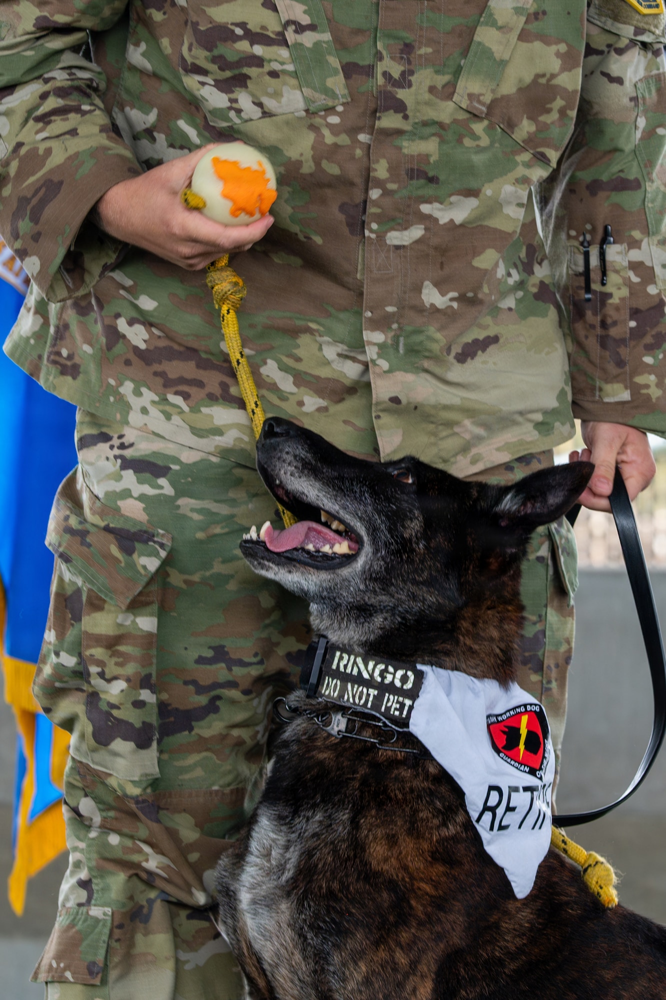 A dog looks up at a ball