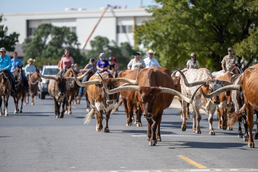 Cattle travel along a roadway during the annual Cattle Drive at Altus Air Force Base, Oklahoma, Aug. 20, 2026. The event recognizes the history and community ties shared by the city of Altus and Altus AFB. (U.S. Air Force photo by Airman 1st Class Nathan Langston)
