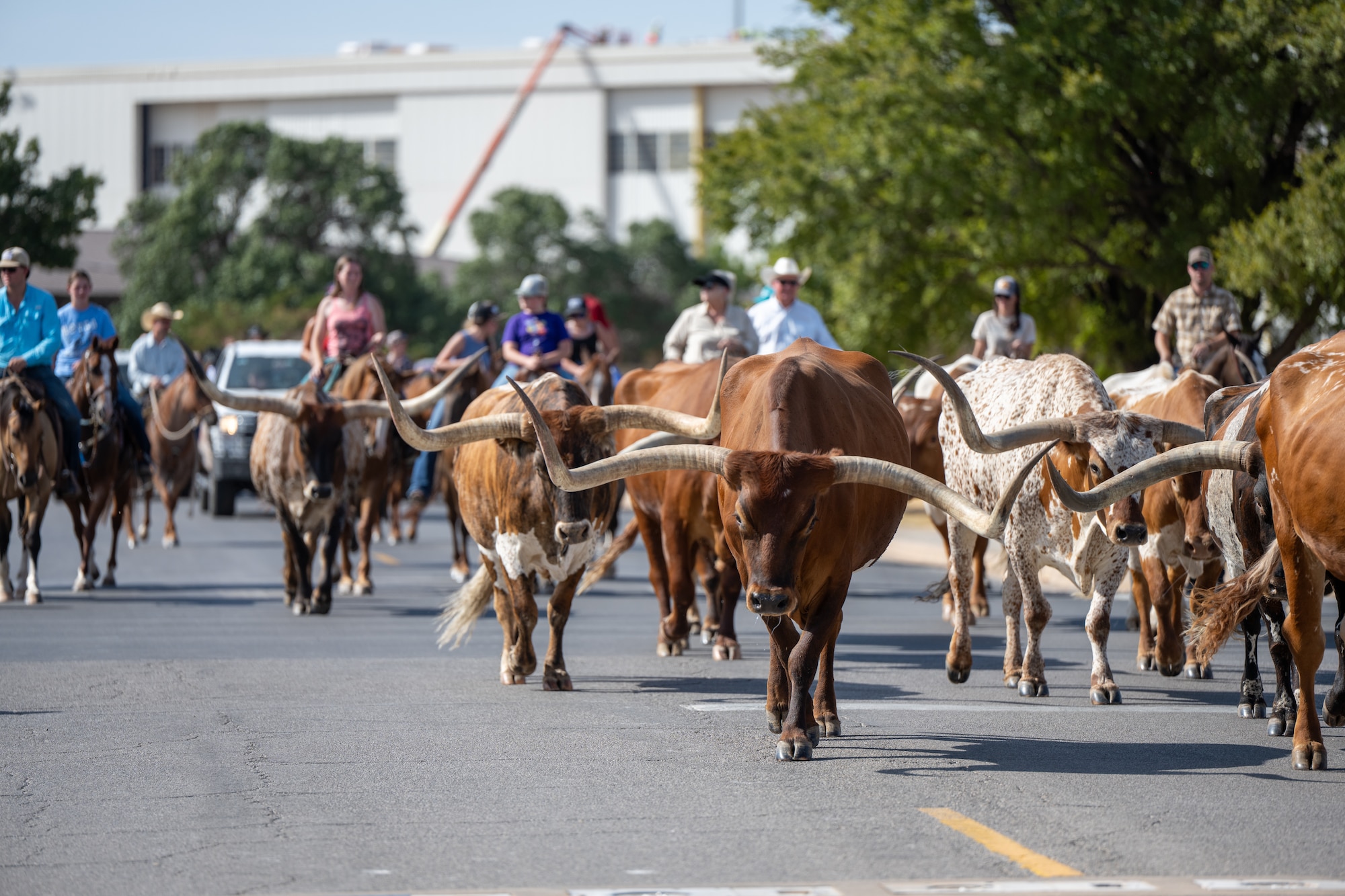 Cattle travel along a roadway during the annual Cattle Drive at Altus Air Force Base, Oklahoma, Aug. 20, 2026. The event recognizes the history and community ties shared by the city of Altus and Altus AFB. (U.S. Air Force photo by Airman 1st Class Nathan Langston)