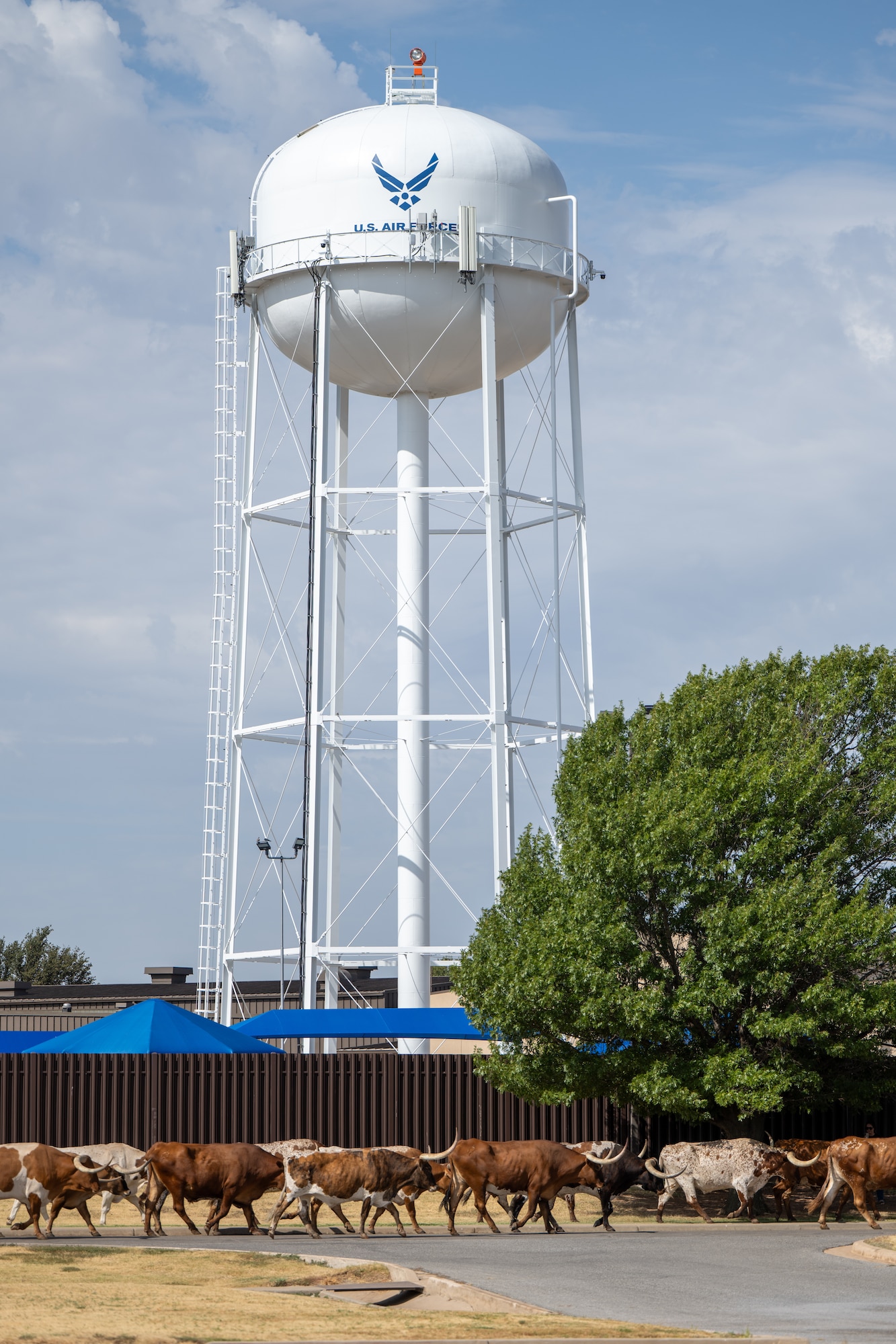 Cattle pass an installation water tower during the annual Cattle Drive at Altus Air Force Base, Oklahoma, Aug. 20, 2026. The tradition brings base and community members together to celebrate the shared heritage of Altus and Altus AFB. (U.S. Air Force photo by Airman 1st Class Nathan Langston)