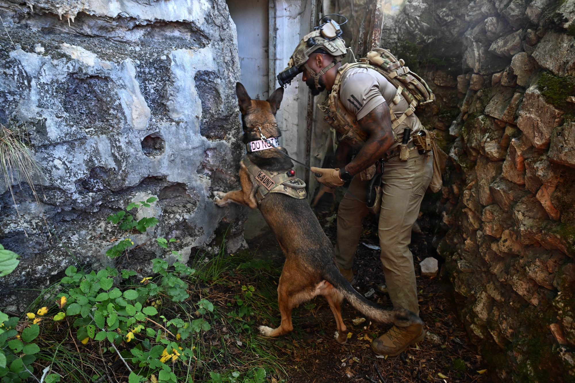K-9 trainer prepares for training.