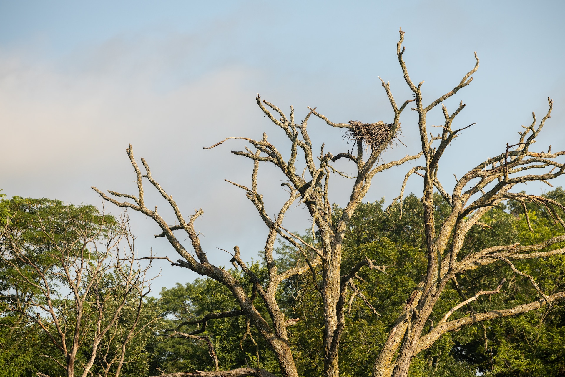 A birds nest sits in a barren tree with green trees and a blue sky in the background.