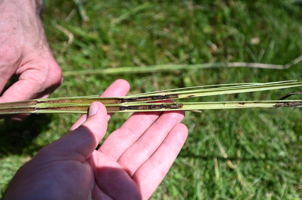 The research focuses on using two European moth species as biological control agents. The moths bore into the grass stems, weakening them. Pictured here is stem that was cut open to reveal residues that were left behind by the moth.
