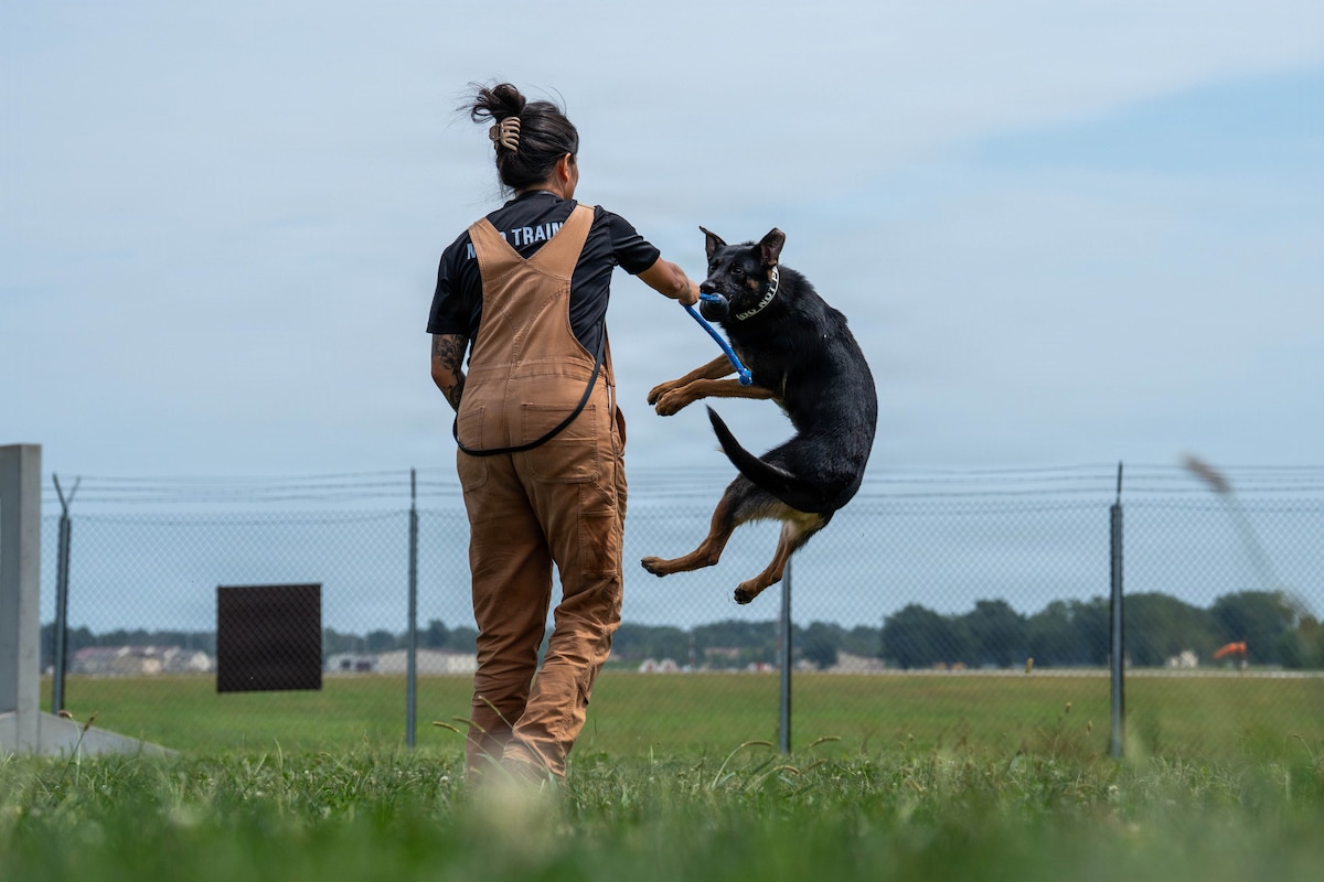 Faro, a 509th Security Forces Squadron military working dog, leaps through training drills with his handler at Whiteman Air Force Base, Mo., Aug. 14, 2026. Military working dogs support global strike missions and base security by detecting explosives and neutralizing physical threats. (U.S. Air Force photo by Senior Airman Joshua Hastings)