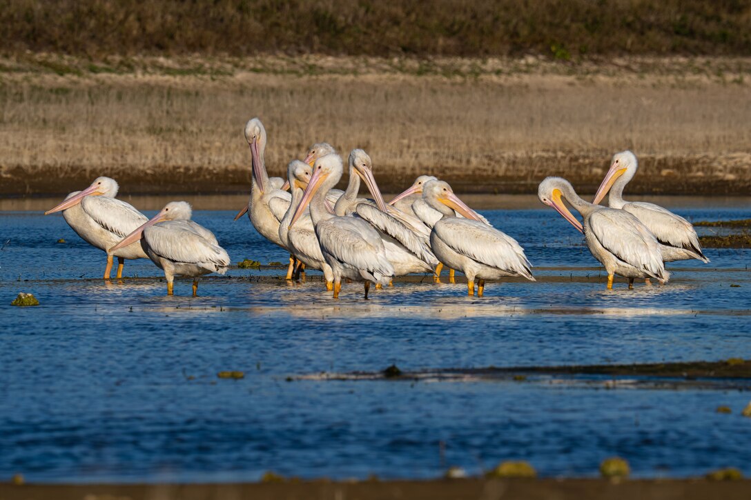 A squadron of American White Pelicans preens each other in the brisk January wind in the restored wetlands of Picayune Strand.  

The Picayune Strand Restoration Project is restoring over 55,000 acres of land. Restoration benefits are being observed in areas that have been rehydrated, such as the reestablishment of native plant communities and animals returning to the area, including wood storks and the endangered Florida panther. (U.S. Army Photo by Brigida I. Sanchez)