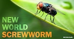 The Centers for Disease Control and Prevention issued a nationwide Health Alert Network Health Advisory on Jan. 20 to share information about the New World screwworm and the recent increase in animal cases in the Mexican state of Tamaulipas, which shares a border with Texas. NWS is a parasitic fly whose larvae feed on the living tissue of warm-blooded animals, including dogs, livestock, wildlife, and, rarely, humans. Female flies lay eggs in open wounds or moist body openings; within about a day the larvae hatch and begin burrowing into healthy tissue, causing painful, rapidly worsening wounds if not treated promptly. (Defense Health Agency-Public Health graphic illustration by Rachel Stershic).