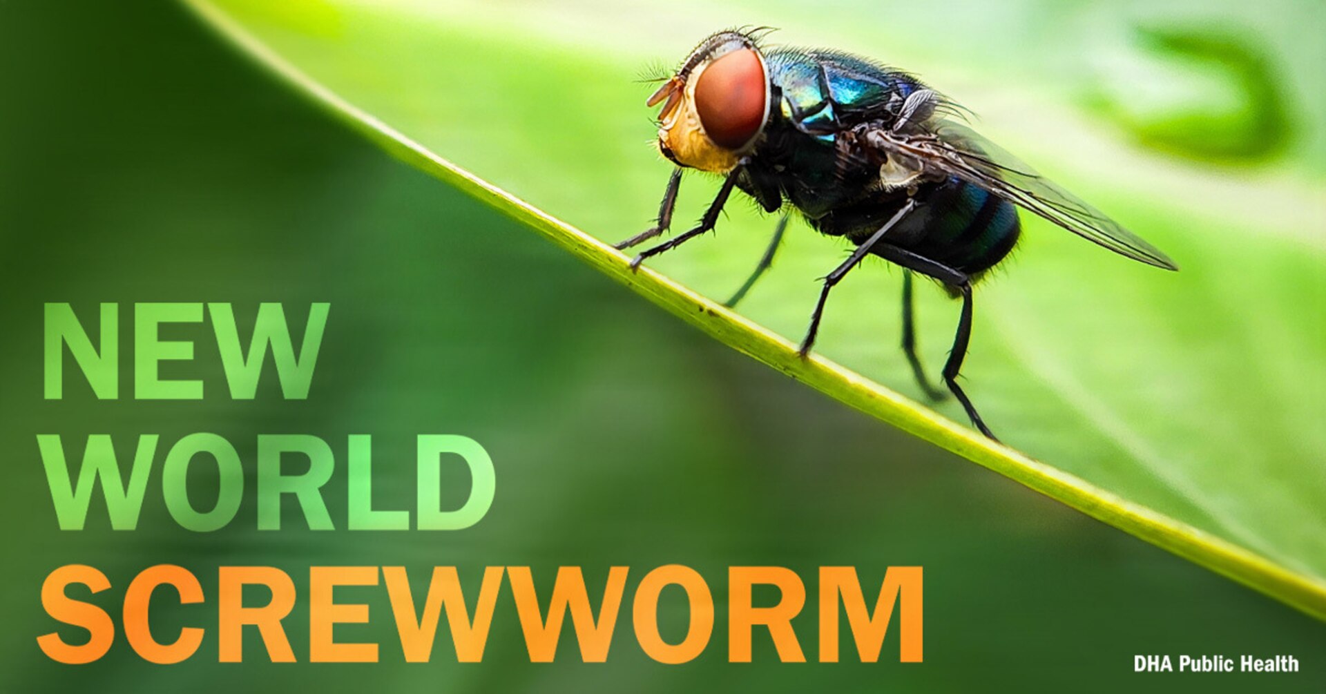 Image of parasitic fly on a leaf. Text reads: "NEW WORLD SCREWWORM. DHA Public Health."